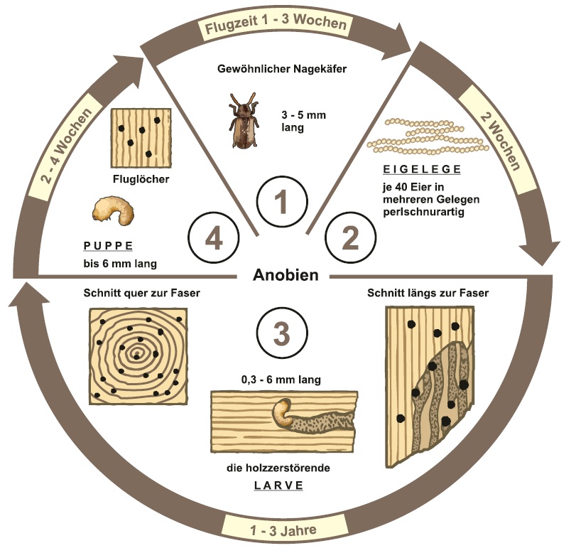 Kreislauf des Nagekäfers